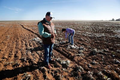 U.S. cotton farmers projected to harvest fewest acres since Reconstruction  due to drought - Talk Business & Politics