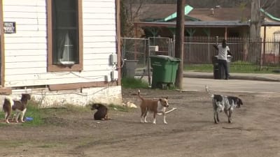 Share your questions about and experiences with aggressive and/or stray dogs in San Antonio Share your questions about and experiences with aggressive and/or stray dogs in San Antonio