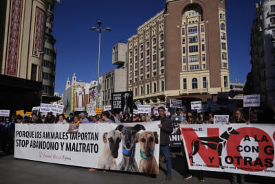 Spain: Rights groups urge more protection for hunting dogs Spain: Rights groups urge more protection for hunting dogs