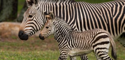 Walt Disney World Announces Birth Of New Zebra Walt Disney World Announces Birth Of New Zebra
