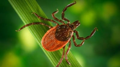 Let S Talk About Michigan Ticks 5 You Should Be Familiar With How To Prevent A Bite And What To Do If You Find One