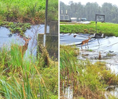 Oh deer FWC rescues buck stuck on its property after Hurricane