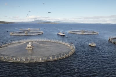 Factory fishing in Antarctica for krill targets the cornerstone of a  fragile ecosystem