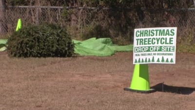 Republic Waste Pickup Christmas 2022 St Johns County Rivertown St. Johns County Christmas 'Tree'-Cycling Program Begins Monday