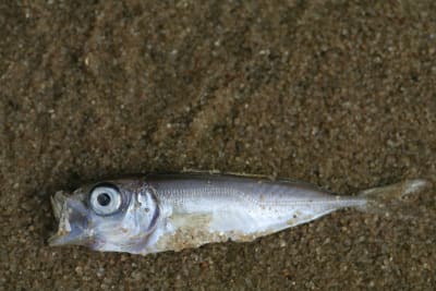 No, this isn't a joke': City officials say fish fell from the sky in East  Texas