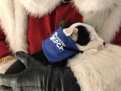 Petsmart sale galleria mall