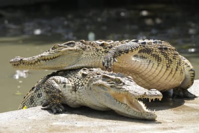 Falling Crocodile Prices Leave Farmers Fighting for Livelihoods