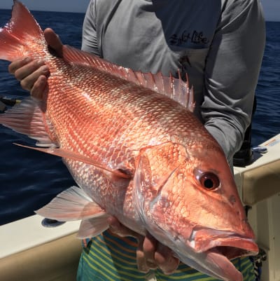 UPDATE: Federal Red Snapper Season Opens June 1 with new DESCEND