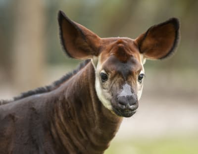 Meet Beni: Baby okapi makes debut at Disney's Animal Kingdom Lodge savanna Meet Beni: Baby okapi makes debut at Disney's Animal Kingdom Lodge savanna