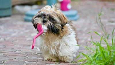 Skunk spray dog eyes deals