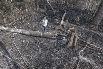 Deforestation in Brazilian  halved in 2023