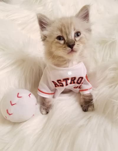 Pets First Houston Astros Dog T-shirt