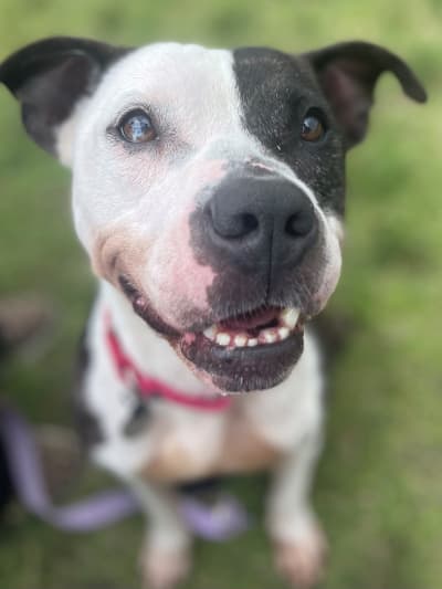 Rvspca dogs for adoption on sale