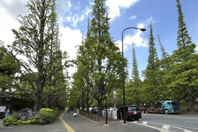 Haruki Murakami pleads for keeping Tokyo park and baseball stadium that inspired  his writing