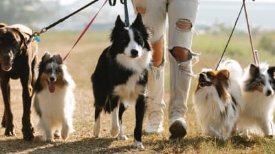 List of most popular dogs clearance