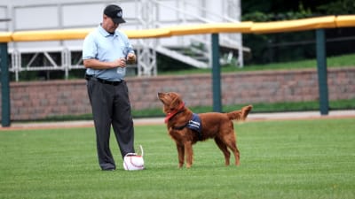 Vote to make Hank the Ballpark Pup Dog of the Year