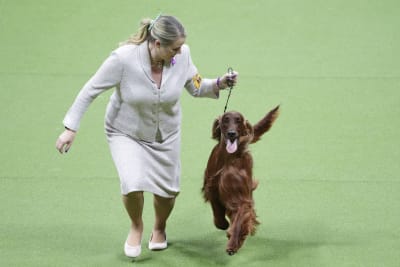 Peke, Frenchie, Aussie and, yes, PBGV make dog show finals – WABE