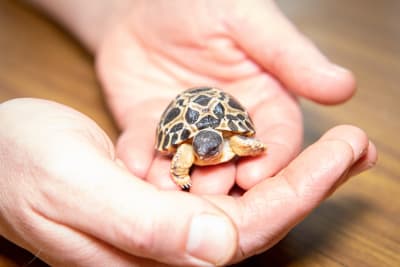 A 'big Dill!:' Houston Zoo's oldest tortoise 'Mr. Pickles' becomes