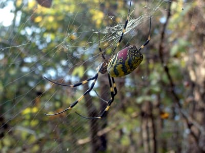 Giant house spider  The Wildlife Trusts