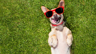 Weekend dog deals