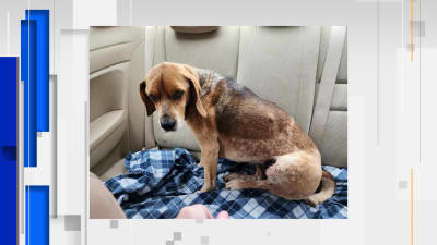 Franklin county humane society dogs hotsell
