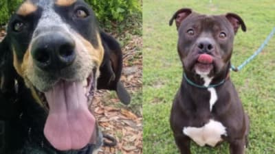 Marion county dog pound sales