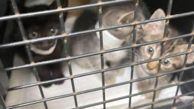 Best friends sales kitten adoption