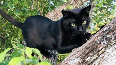 Happy black cat outlet