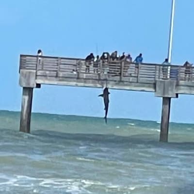 Fisherman catches crazy video of shark being hoisted onto pier in