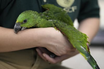 Smuggler's rare  parrot eggs taken by Miami Airport Border agent