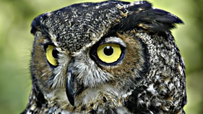 Sam's club owlet sale