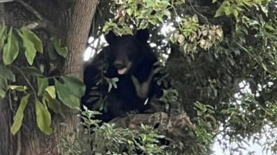 Florida Black Bears  The Nature Conservancy