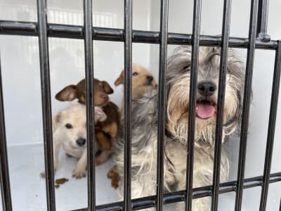 Dogs