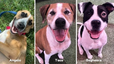 Large breed dogs for adoption hotsell