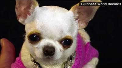 World's largest chihuahua discount