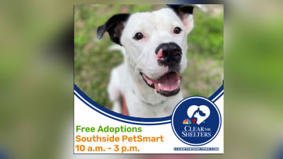 Local dog shelters clearance
