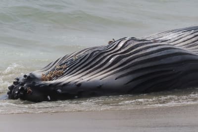 Dead whale in New Jersey had a fractured skull among numerous injuries,  experts find