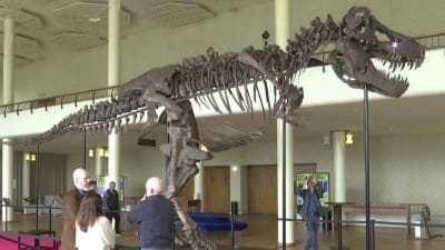 T. rex fossil sells for more than $5M at Zurich auction