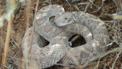 It's Easy to Buy a Snake in Texas. Maybe Too Easy. – Texas Monthly