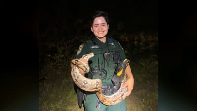 Massive albino boa constrictor discovered in Florida backyard