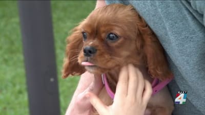 Avenues puppy store cheap