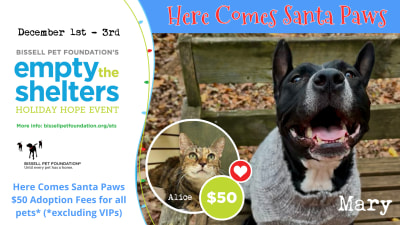 Lynchburg spca hotsell