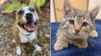 Keeping your pets safe during hot weather