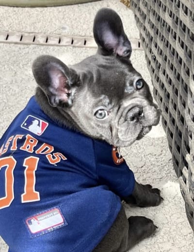 Pets love the Stros! Send photos of your fur baby supporting the Astros  through Click2Pins