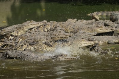  Farming and the Crocodile Industry