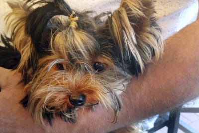 Top 125 Latest Yorkie Haircuts Pictures  