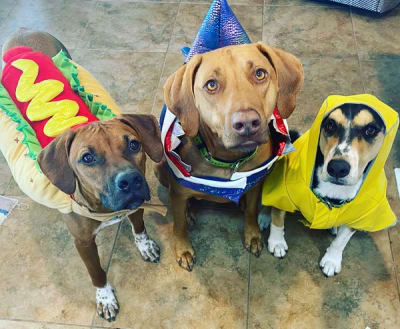 Best Dog Costumes For Houston Sports Fans – Chron Shopping