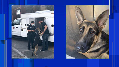 Stray puppy gets 'detention' after wandering into middle school, Animal Care Services says Stray puppy gets 'detention' after wandering into middle school, Animal Care Services says