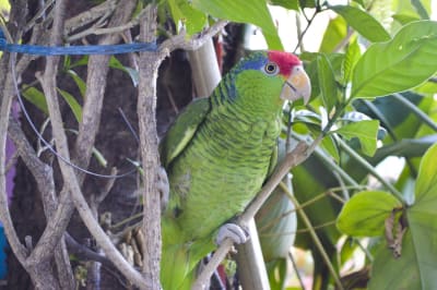 Endangered Mexican parrot thriving in urban areas of South Texas