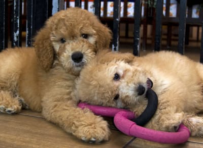 These were the most popular girl, boy dog names in 2022 These were the most popular girl, boy dog names in 2022